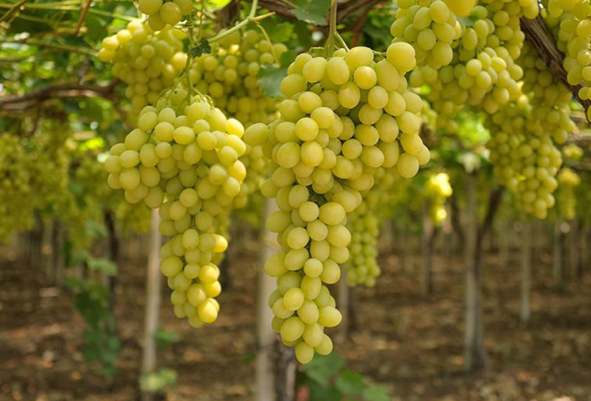 Grape Bunches