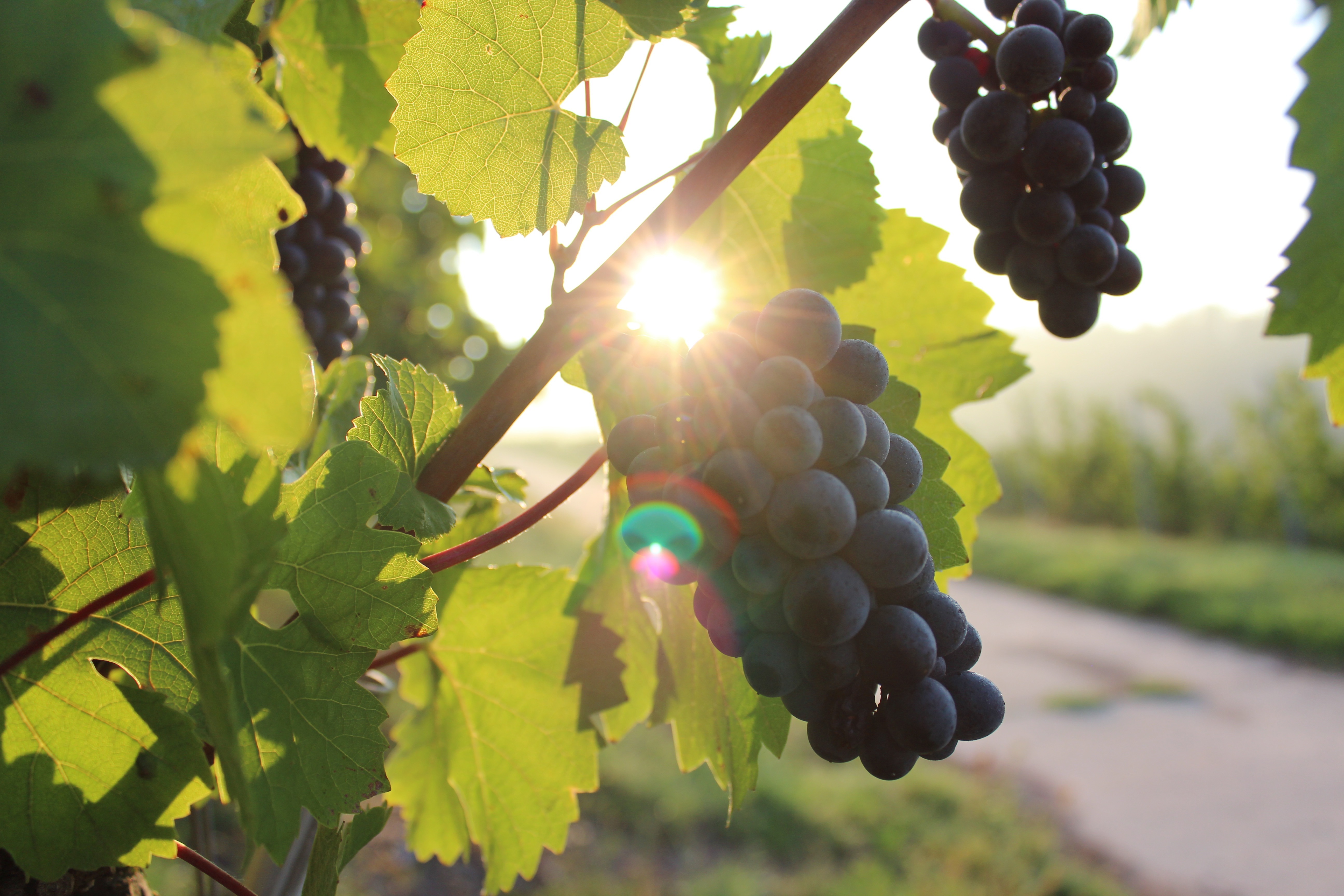 Grapes